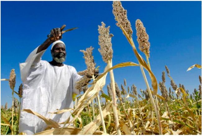 Farmer harvesting sorghum Sudan